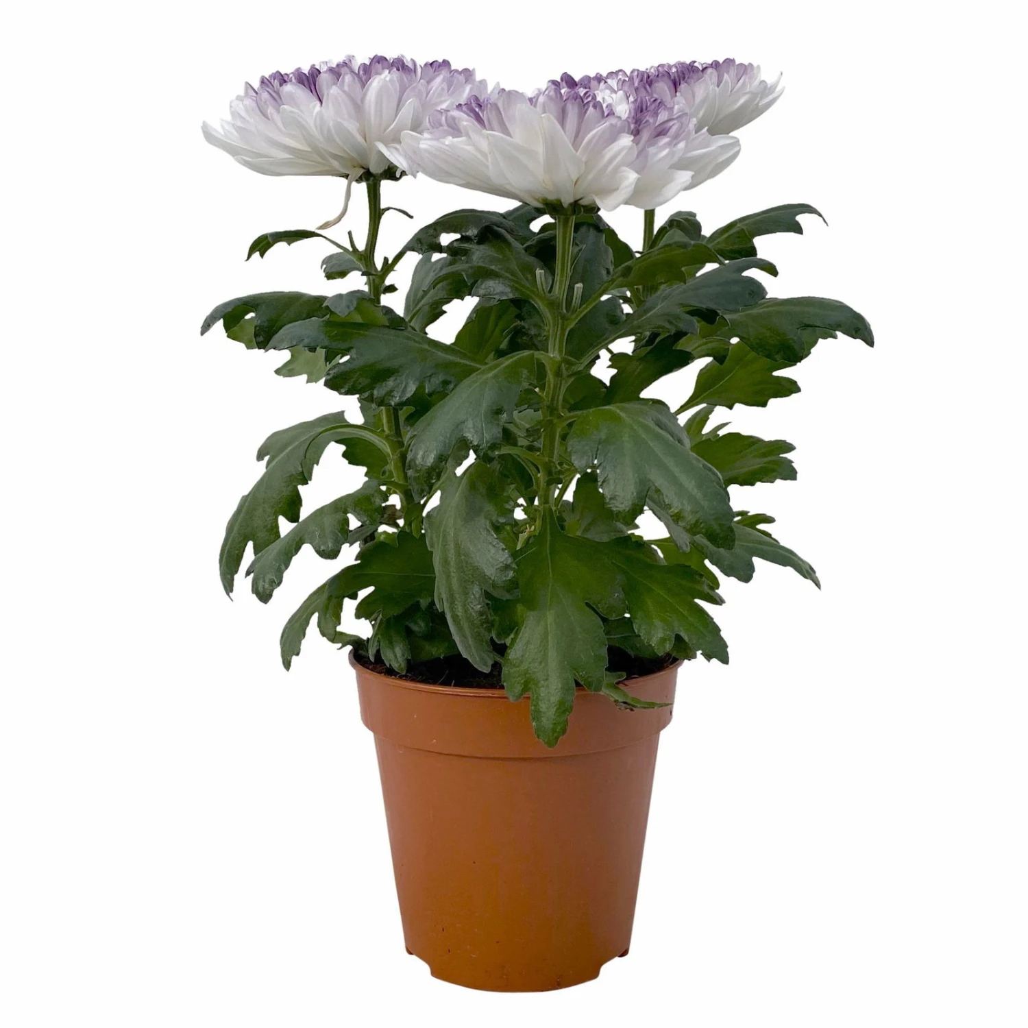 Chrysantheme 'Zembla Make-Upz® Heart Mix, Farben Zufällig, Topf-Ø 13 Cm, 3er-Set 8 Chrysantheme 'Zembla Make-Upz® Heart Mix, Farben Zufällig, Topf-Ø 13 Cm, 3er-Set – Bild 6