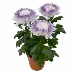 Chrysantheme 'Zembla Make-Upz® Heart Mix, Farben Zufällig, Topf-Ø 13 Cm, 3er-Set 27 Chrysantheme 'Zembla Make-Upz® Heart Mix, Farben Zufällig, Topf-Ø 13 Cm, 3er-Set -Madison Verkäufe 0690140088 Chrysanthemum Zembla T13 Next White Make Upz HeartMix lila 3er Set 4 .JPG 115269