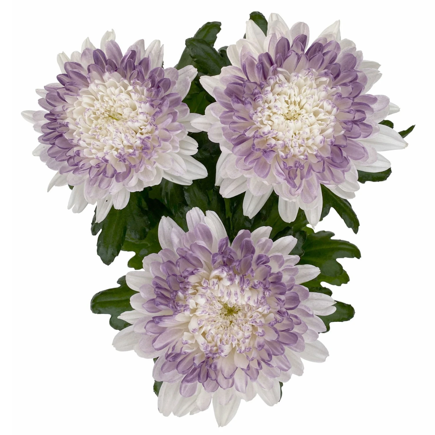 Chrysantheme 'Zembla Make-Upz® Heart Mix, Farben Zufällig, Topf-Ø 13 Cm, 3er-Set 10 Chrysantheme 'Zembla Make-Upz® Heart Mix, Farben Zufällig, Topf-Ø 13 Cm, 3er-Set – Bild 8