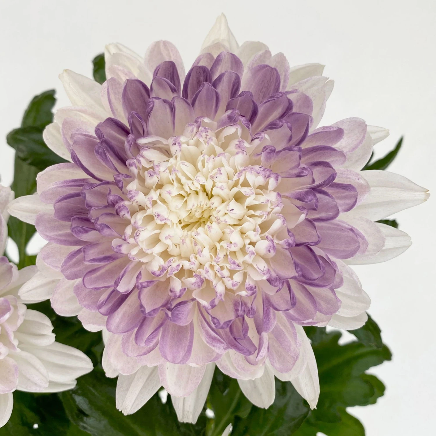 Chrysantheme 'Zembla Make-Upz® Heart Mix, Farben Zufällig, Topf-Ø 13 Cm, 3er-Set 11 Chrysantheme 'Zembla Make-Upz® Heart Mix, Farben Zufällig, Topf-Ø 13 Cm, 3er-Set – Bild 9