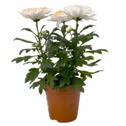 Chrysantheme 'Zembla Make-Upz® Heart Mix, Farben Zufällig, Topf-Ø 13 Cm, 3er-Set 30 Chrysantheme 'Zembla Make-Upz® Heart Mix, Farben Zufällig, Topf-Ø 13 Cm, 3er-Set -Madison Verkäufe 0690140088 Chrysanthemum Zembla T13 Next White Make Upz HeartMix orange 3er Set 1 .JPG 115271