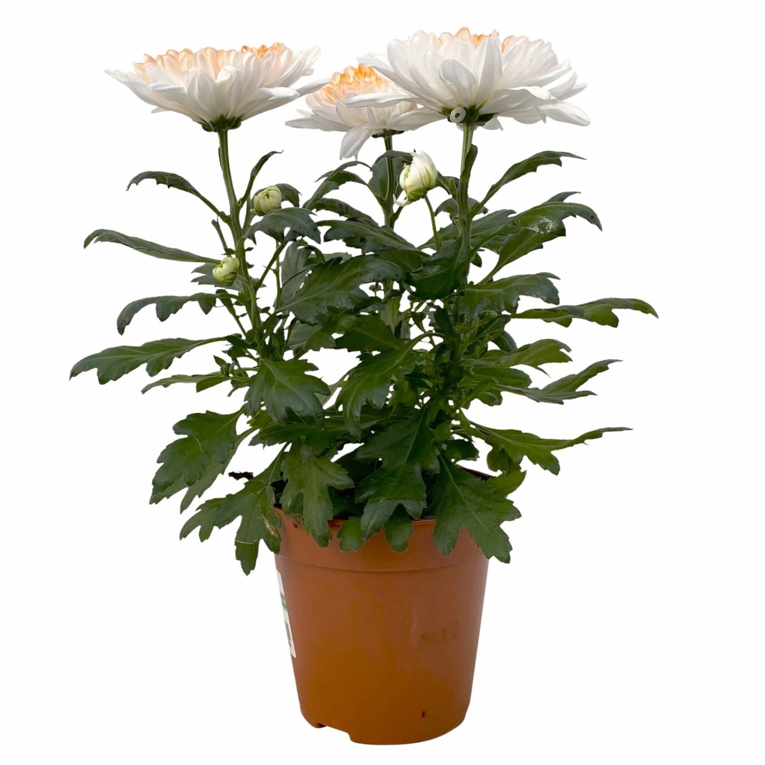 Chrysantheme 'Zembla Make-Upz® Heart Mix, Farben Zufällig, Topf-Ø 13 Cm, 3er-Set 12 Chrysantheme 'Zembla Make-Upz® Heart Mix, Farben Zufällig, Topf-Ø 13 Cm, 3er-Set – Bild 10