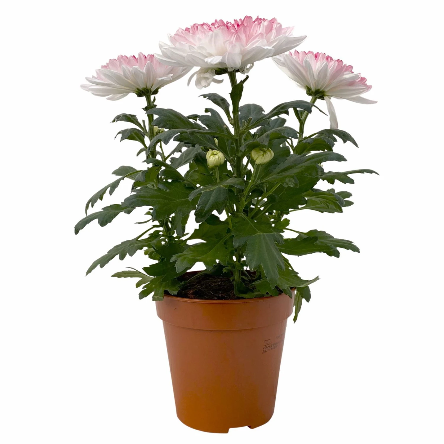 Chrysantheme 'Zembla Make-Upz® Heart Mix, Farben Zufällig, Topf-Ø 13 Cm, 3er-Set 16 Chrysantheme 'Zembla Make-Upz® Heart Mix, Farben Zufällig, Topf-Ø 13 Cm, 3er-Set – Bild 14