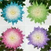 Chrysantheme 'Zembla Make-Upz® Uno Mix, Farben Zufällig, Topf-Ø 13 Cm, 3er-Set -Madison Verkäufe 0690140089 Chrysanthemum Zembla T13 Next White Make Upz UnoMix 3er Set 7 .JPG 115108
