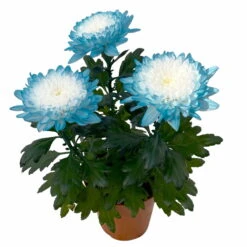 Chrysantheme 'Zembla Make-Upz® Uno Mix, Farben Zufällig, Topf-Ø 13 Cm, 3er-Set -Madison Verkäufe 0690140089 Chrysanthemum Zembla T13 Next White Make Upz UnoMix blau 3er Set 4 115278