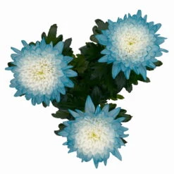 Chrysantheme 'Zembla Make-Upz® Uno Mix, Farben Zufällig, Topf-Ø 13 Cm, 3er-Set -Madison Verkäufe 0690140089 Chrysanthemum Zembla T13 Next White Make Upz UnoMix blau 3er Set 5 115279