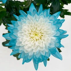 Chrysantheme 'Zembla Make-Upz® Uno Mix, Farben Zufällig, Topf-Ø 13 Cm, 3er-Set -Madison Verkäufe 0690140089 Chrysanthemum Zembla T13 Next White Make Upz UnoMix blau 3er Set 6 115109