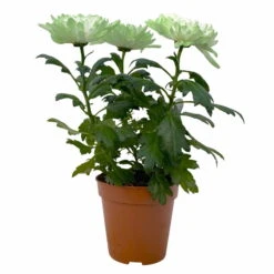 Chrysantheme 'Zembla Make-Upz® Uno Mix, Farben Zufällig, Topf-Ø 13 Cm, 3er-Set -Madison Verkäufe 0690140089 Chrysanthemum Zembla T13 Next White Make Upz UnoMix gruen 3er Set 1 115280