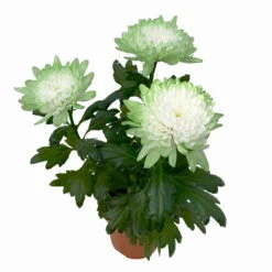 Chrysantheme 'Zembla Make-Upz® Uno Mix, Farben Zufällig, Topf-Ø 13 Cm, 3er-Set -Madison Verkäufe 0690140089 Chrysanthemum Zembla T13 Next White Make Upz UnoMix gruen 3er Set 5 115281