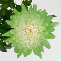 Chrysantheme 'Zembla Make-Upz® Uno Mix, Farben Zufällig, Topf-Ø 13 Cm, 3er-Set -Madison Verkäufe 0690140089 Chrysanthemum Zembla T13 Next White Make Upz UnoMix gruen 3er Set 7 .JPG 115110