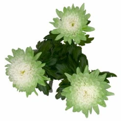 Chrysantheme 'Zembla Make-Upz® Uno Mix, Farben Zufällig, Topf-Ø 13 Cm, 3er-Set -Madison Verkäufe 0690140089 Chrysanthemum Zembla T13 Next White Make Upz UnoMix gruen 3er Set 7 115282