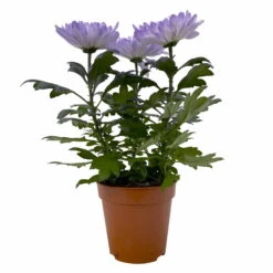 Chrysantheme 'Zembla Make-Upz® Uno Mix, Farben Zufällig, Topf-Ø 13 Cm, 3er-Set -Madison Verkäufe 0690140089 Chrysanthemum Zembla T13 Next White Make Upz UnoMix lila 3er Set 1 115283