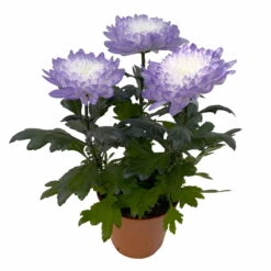 Chrysantheme 'Zembla Make-Upz® Uno Mix, Farben Zufällig, Topf-Ø 13 Cm, 3er-Set -Madison Verkäufe 0690140089 Chrysanthemum Zembla T13 Next White Make Upz UnoMix lila 3er Set 4 115284