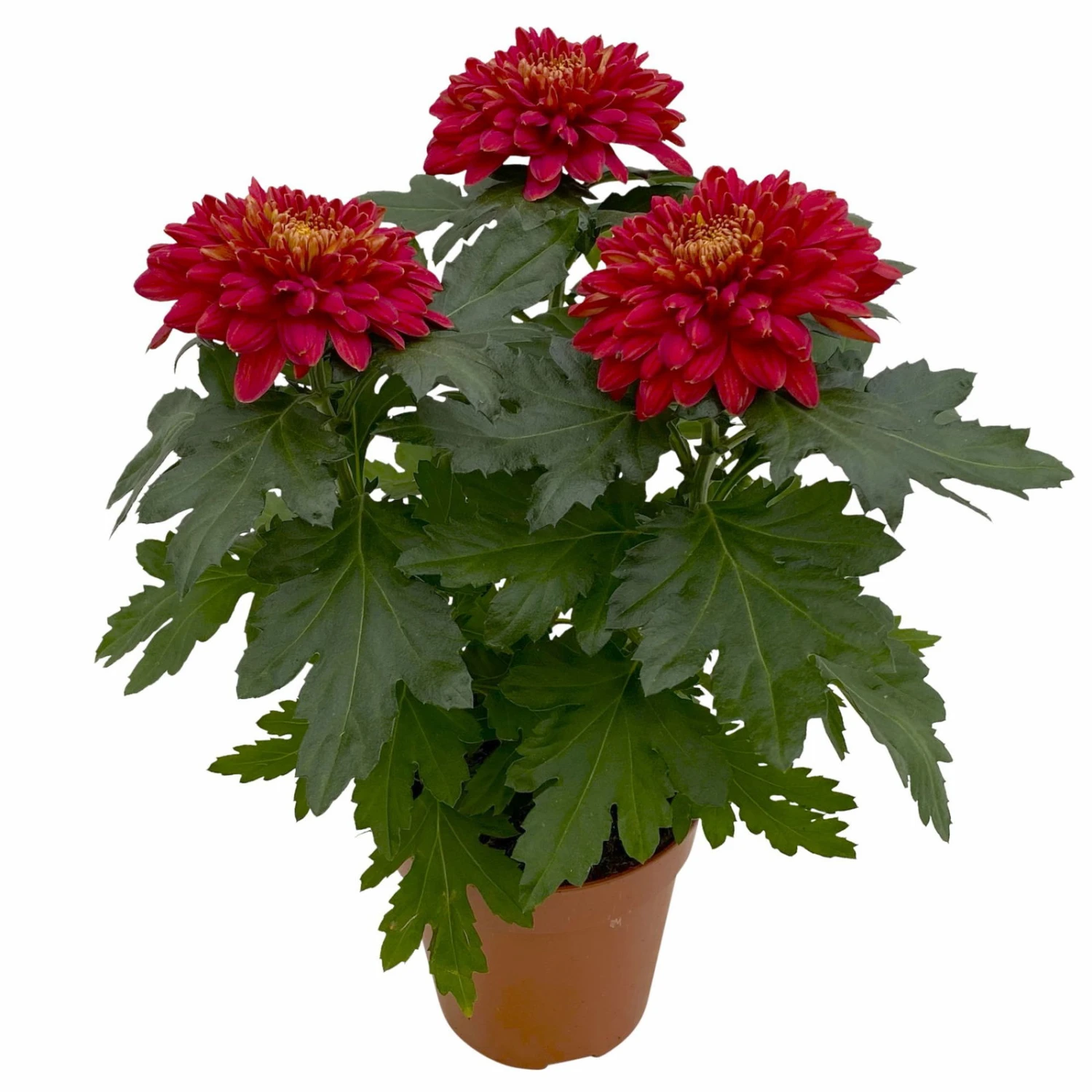 Chrysantheme 'Zembla Next Red' Rot, Großblumig, Topf-Ø 13 Cm, 3er-Set 5 Chrysantheme 'Zembla Next Red' Rot, Großblumig, Topf-Ø 13 Cm, 3er-Set – Bild 3