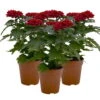 Chrysantheme 'Zembla Next Red' Rot, Großblumig, Topf-Ø 13 Cm, 3er-Set -Madison Verkäufe 0690140092 Chrysanthemum Zembla T13 rot Next Red 3er Set 115305