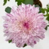 Chrysantheme 'Chrysanne® Zembla Next Art' Gespr. Großbl. Topf-Ø 13cm 3er-Set -Madison Verkäufe 0690140096 0690140097 Chrysanthemum Zembla T13 gesprenkelt Next Art 3 115121