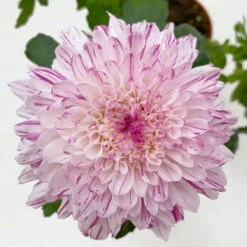 Chrysantheme 'Chrysanne® Zembla Next Art' Gespr. Großbl. Topf-Ø 13cm 3er-Set