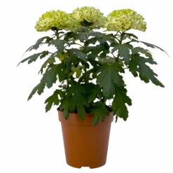Chrysantheme 'Chrysanne® Zembla Next Lime' Grün-weiß Großbl. Topf-Ø 13cm 3er-Set 11 Chrysantheme 'Chrysanne® Zembla Next Lime' Grün-weiß Großbl. Topf-Ø 13cm 3er-Set -Madison Verkäufe 0690140098 0690140099 Chrysanthemum Zembla T13 limone Next Lime 1 115292
