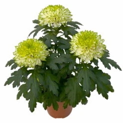 Chrysantheme 'Chrysanne® Zembla Next Lime' Grün-weiß Großbl. Topf-Ø 13cm 3er-Set 12 Chrysantheme 'Chrysanne® Zembla Next Lime' Grün-weiß Großbl. Topf-Ø 13cm 3er-Set -Madison Verkäufe 0690140098 0690140099 Chrysanthemum Zembla T13 limone Next Lime 4 115293
