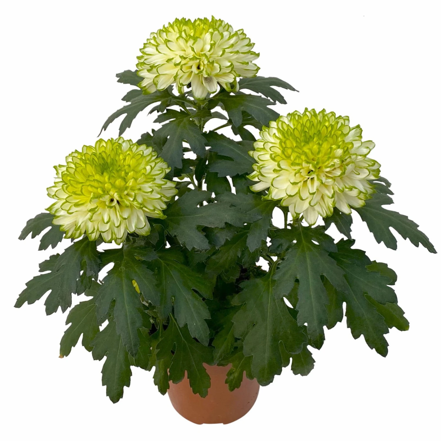 Chrysantheme 'Chrysanne® Zembla Next Lime' Grün-weiß Großbl. Topf-Ø 13cm 3er-Set 5 Chrysantheme 'Chrysanne® Zembla Next Lime' Grün-weiß Großbl. Topf-Ø 13cm 3er-Set – Bild 3