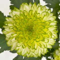 Chrysantheme 'Chrysanne® Zembla Next Lime' Grün-weiß Großbl. Topf-Ø 13cm 3er-Set 14 Chrysantheme 'Chrysanne® Zembla Next Lime' Grün-weiß Großbl. Topf-Ø 13cm 3er-Set -Madison Verkäufe 0690140098 0690140099 Chrysanthemum Zembla T13 limone Next Lime 6 115115