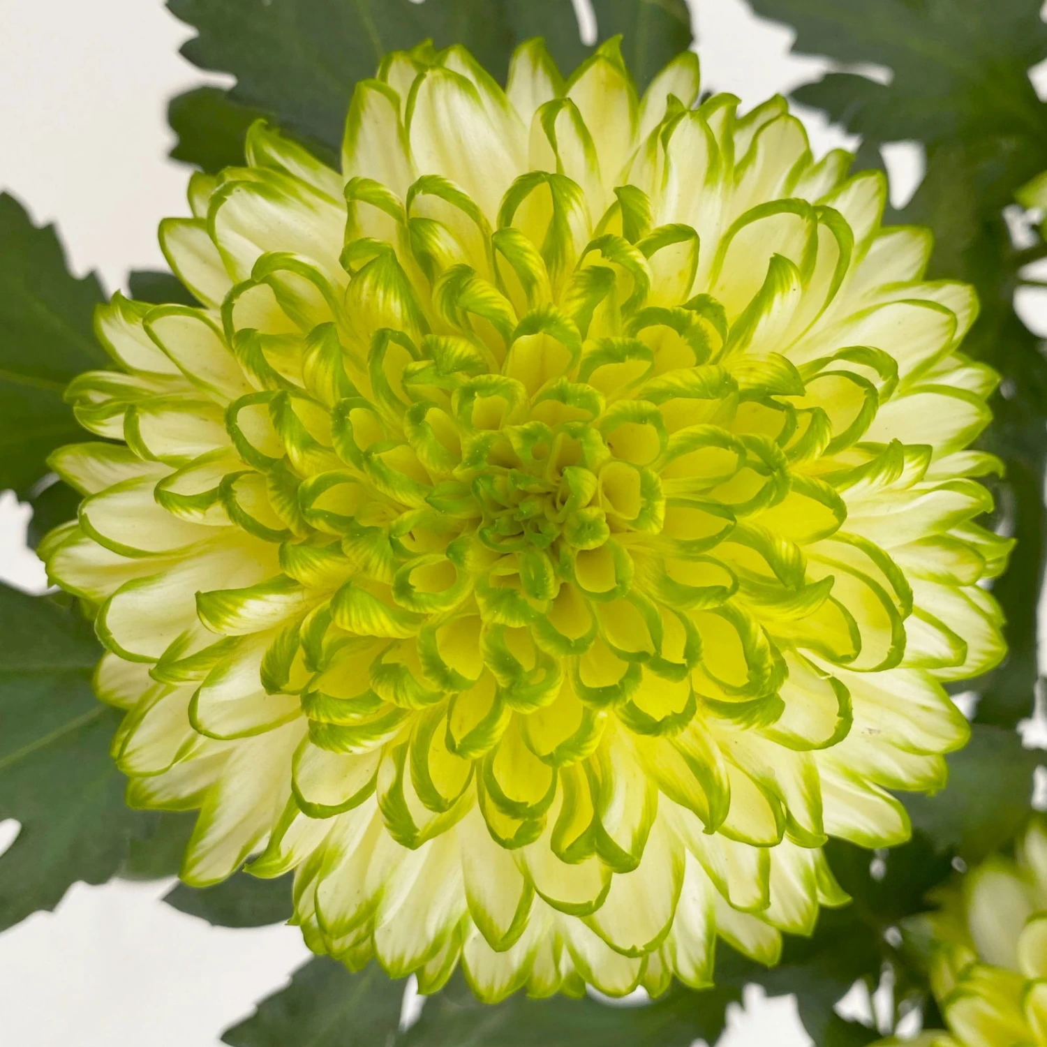Chrysantheme 'Chrysanne® Zembla Next Lime' Grün-weiß Großbl. Topf-Ø 13cm 3er-Set 7 Chrysantheme 'Chrysanne® Zembla Next Lime' Grün-weiß Großbl. Topf-Ø 13cm 3er-Set – Bild 5