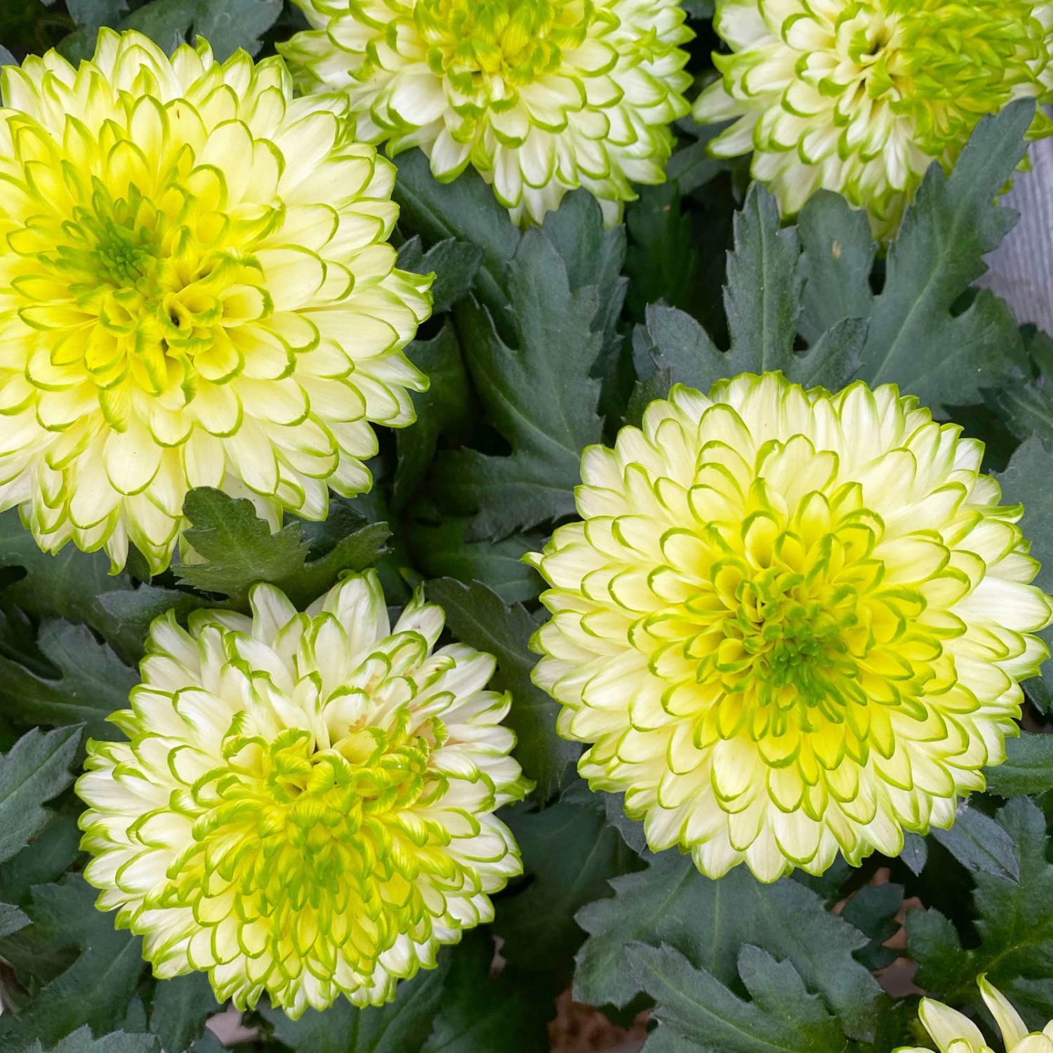 Chrysantheme 'Chrysanne® Zembla Next Lime' Grün-weiß Großbl. Topf-Ø 13cm 3er-Set 8 Chrysantheme 'Chrysanne® Zembla Next Lime' Grün-weiß Großbl. Topf-Ø 13cm 3er-Set – Bild 6
