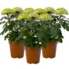 Chrysantheme 'Chrysanne® Zembla Next Lime' Grün-weiß Großbl. Topf-Ø 13cm 3er-Set -Madison Verkäufe 0690140098 Chrysanthemum Zembla T13 limone Next Lime 3er Set 115307
