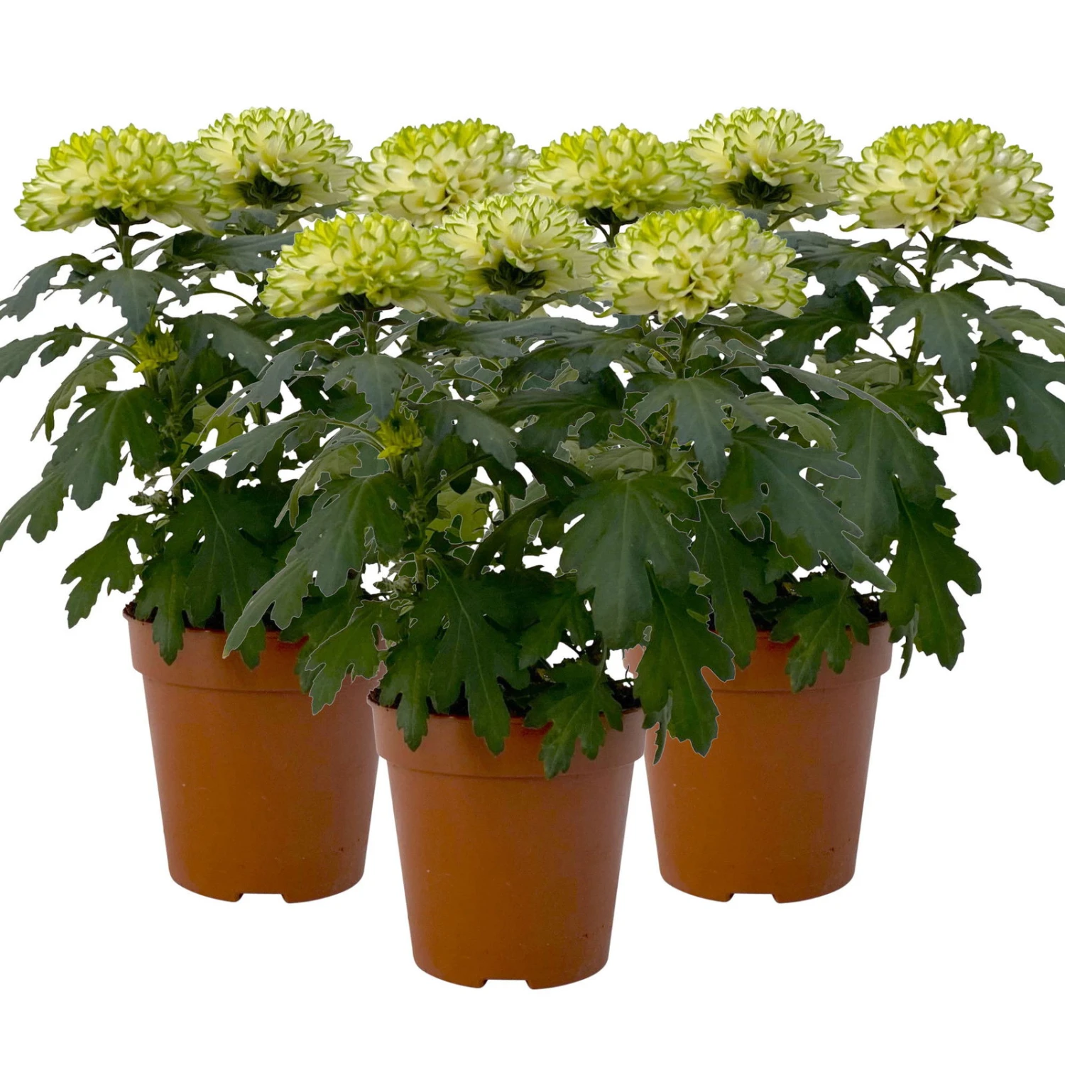 Chrysantheme 'Chrysanne® Zembla Next Lime' Grün-weiß Großbl. Topf-Ø 13cm 3er-Set 3 Chrysantheme 'Chrysanne® Zembla Next Lime' Grün-weiß Großbl. Topf-Ø 13cm 3er-Set