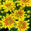 Chrysanthemen 'Rainbow Lake Worth' Gelb-rot Gestreift, Topf-Ø 14 Cm, 4er-Set -Madison Verkäufe 0690150204 Chrysanthemum indicum T14 Rainbow Lake Worth gel rot 4er Set 12 113993