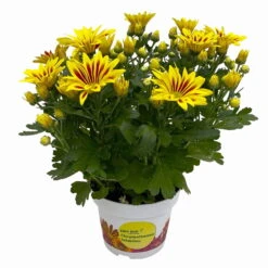 Chrysanthemen 'Rainbow Lake Worth' Gelb-rot Gestreift, Topf-Ø 14 Cm, 4er-Set -Madison Verkäufe 0690150204 Chrysanthemum indicum T14 Rainbow Lake Worth gel rot 4er Set 16 114117