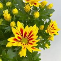 Chrysanthemen 'Rainbow Lake Worth' Gelb-rot Gestreift, Topf-Ø 14 Cm, 4er-Set -Madison Verkäufe 0690150204 Chrysanthemum indicum T14 Rainbow Lake Worth gel rot 4er Set 4 113994