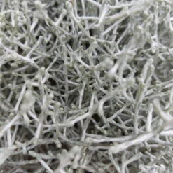 Calocephalus, Silber-grau, Topf-Ø 17 Cm, 3er-Set -Madison Verkäufe 0690170041 KB Calocephalus brownii XL Set 3 1 81522