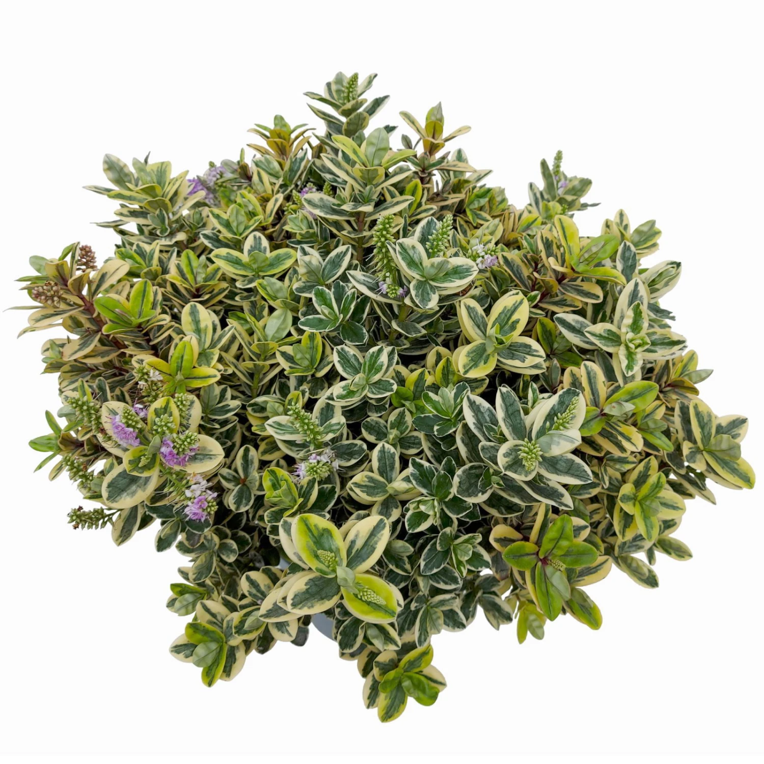 Hebe Buntlaubig, Topf-Ø 23 Cm 4 Hebe Buntlaubig, Topf-Ø 23 Cm – Bild 2