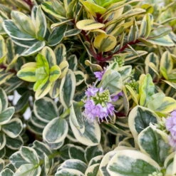 Hebe Buntlaubig, Topf-Ø 23 Cm 11 Hebe Buntlaubig, Topf-Ø 23 Cm -Madison Verkäufe 0690190031 Hebe Addenda T23 buntlaubig 7 114002