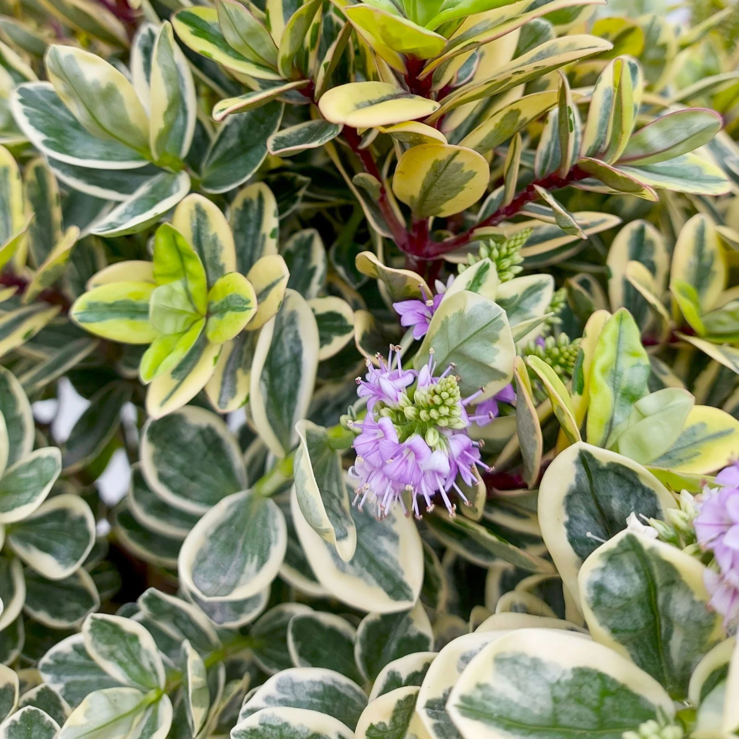 Hebe Buntlaubig, Topf-Ø 23 Cm 5 Hebe Buntlaubig, Topf-Ø 23 Cm – Bild 3