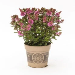 Hebe 'All Blooms®' Rosa, Topf-Ø 12 Cm, 6er-Set -Madison Verkäufe 0690190064 Koelle Hebe All Blooms T12 rosarot 6er Set WS 10 95597