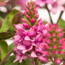 Pflanzenset 'Spätsommer-Zeit' Rosa-pink, Topf-Ø 12 Cm, 4er-Set -Madison Verkäufe 0690190064 Koelle Hebe All Blooms T12 rosarot 6er Set WS 11 95592