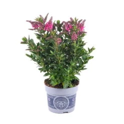 Hebe 'All Blooms®' Rosa, Topf-Ø 12 Cm, 6er-Set -Madison Verkäufe 0690190064 Koelle Hebe All Blooms T12 rosarot 6er Set WS 1 95602 1