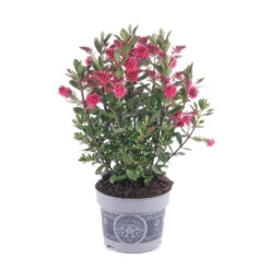 Hebe 'All Blooms®' Rot-pink, Sorte Zufällig, Topf-Ø 12 Cm, 6er-Set -Madison Verkäufe 0690190064 Koelle Hebe All Blooms T12 rosarot 6er Set WS 2 95601