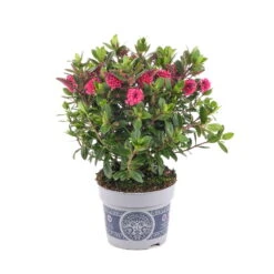 Hebe 'All Blooms®' Rot-pink, Sorte Zufällig, Topf-Ø 12 Cm, 6er-Set -Madison Verkäufe 0690190064 Koelle Hebe All Blooms T12 rosarot 6er Set WS 4 95600