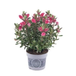 Hebe 'All Blooms®' Rosa, Topf-Ø 12 Cm, 6er-Set -Madison Verkäufe 0690190064 Koelle Hebe All Blooms T12 rosarot 6er Set WS 6 95598