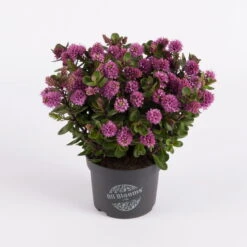 Hebe 'All Blooms®' Rosa, Topf-Ø 12 Cm, 6er-Set -Madison Verkäufe 0690190064 Koelle Hebe All Blooms T12 rosarot 6er Set WS 8 95596