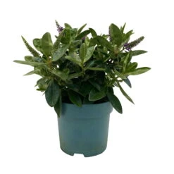 Hebe Lila, Topf-Ø 15 Cm, 3er-Set -Madison Verkäufe 0690190065 Koelle Hebe T15 3er Set Lilatoene WS 1 95843