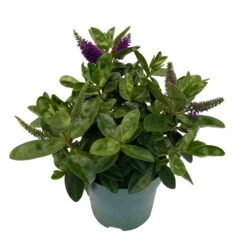 Hebe Lila, Topf-Ø 15 Cm, 3er-Set -Madison Verkäufe 0690190065 Koelle Hebe T15 3er Set Lilatoene WS 3 95844