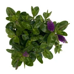 Hebe Lila, Topf-Ø 15 Cm, 3er-Set -Madison Verkäufe 0690190065 Koelle Hebe T15 3er Set Lilatoene WS 5 95845