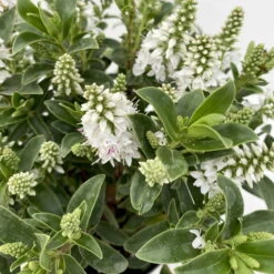 Hebe 'All Blooms®' Weiß, Topf-Ø 10,5 Cm, 6er-Set -Madison Verkäufe 0690190098 Koelle Hebe All Blooms T12 weiss 6er Set 3 112399 1