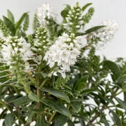 Hebe 'All Blooms®' Weiß, Topf-Ø 10,5 Cm, 6er-Set -Madison Verkäufe 0690190098 Koelle Hebe All Blooms T12 weiss 6er Set 4 112400 1