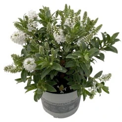 Hebe 'All Blooms®' Weiß, Topf-Ø 12 Cm, 3er-Set -Madison Verkäufe 0690190098 Koelle Hebe All Blooms T12 weiss 6er Set 2 112507