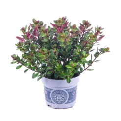 Hebe 'All Blooms®' Lila, Topf-Ø 12 Cm, 6er-Set -Madison Verkäufe 0690190100 Koelle Hebe All Blooms T12 lila 6er Set WS 10 95623 1
